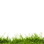 grass-shutterstock_70286560