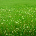 Meadow-widgets